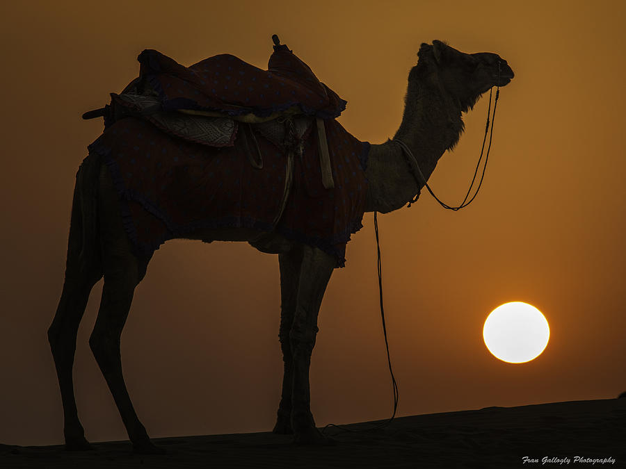 Desert Sunset Photograph by Fran Gallogly