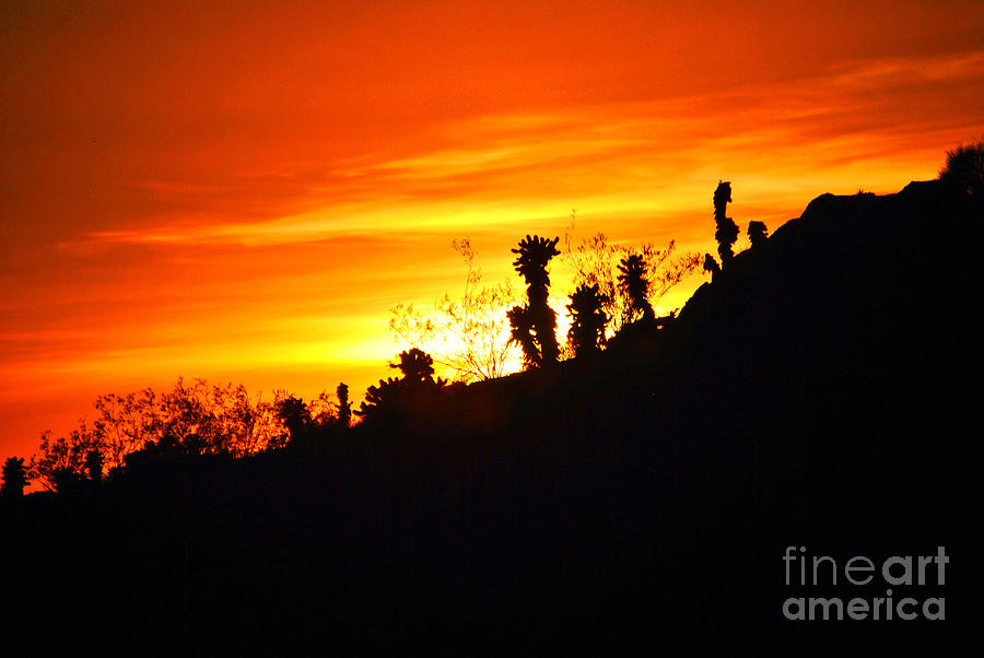Desert sunset Photograph by Frank Larkin