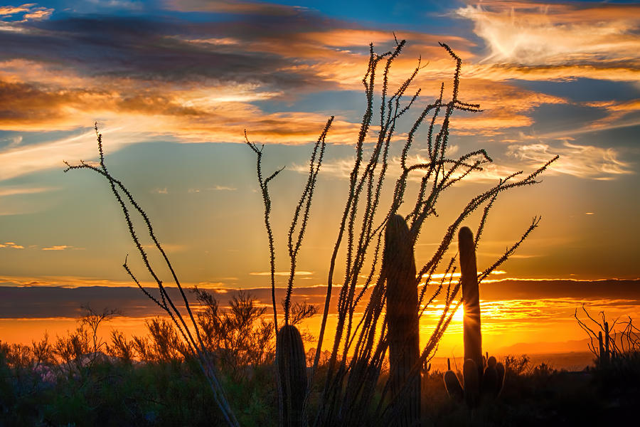 Desert Sunset Photograph by Fred Larson