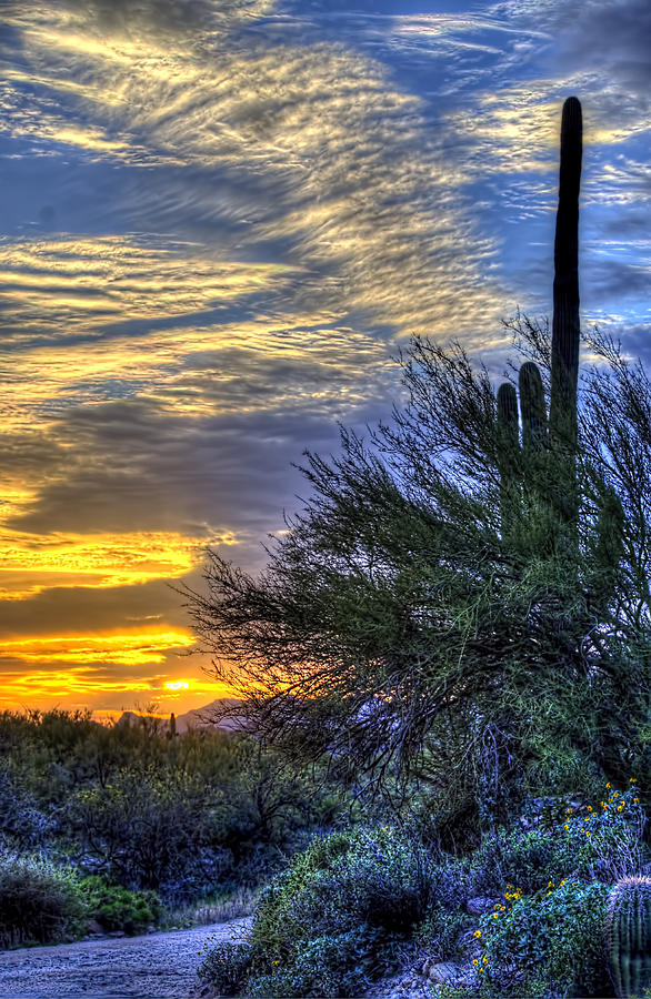 Desert Sunset Photograph by Jon Berghoff - Fine Art America