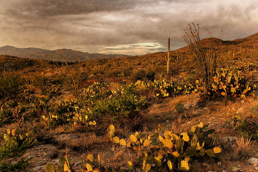 Desert Sunset Photograph by Leda Robertson