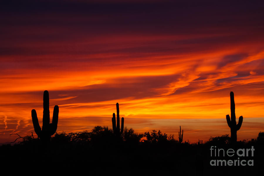 Desert Sunset Photograph by Nicholas  Pappagallo Jr