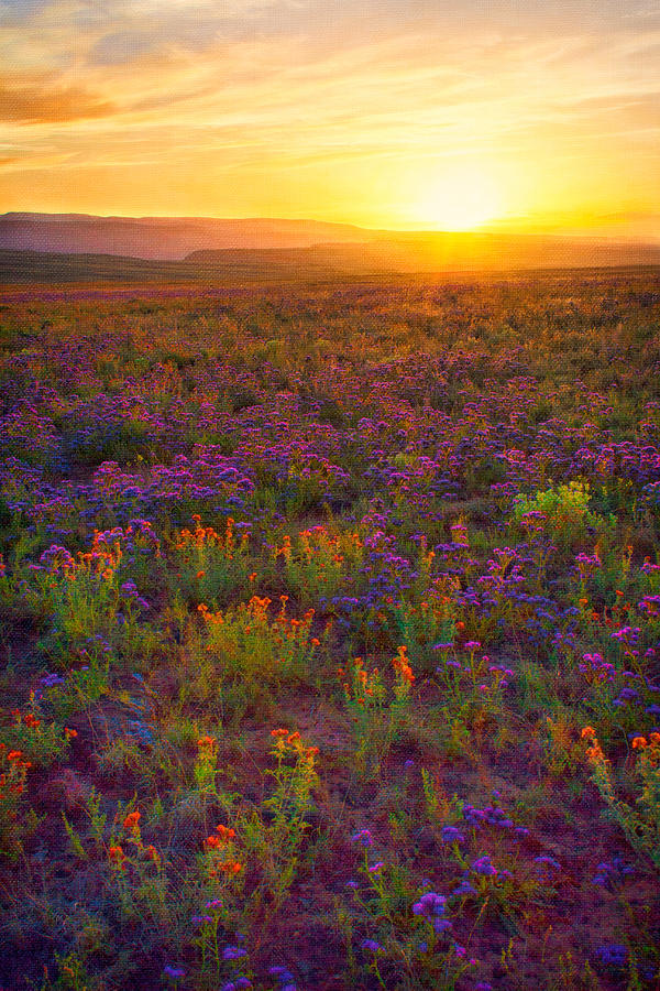 Desert Sunset on Canvas Digital Art by Rick Wicker