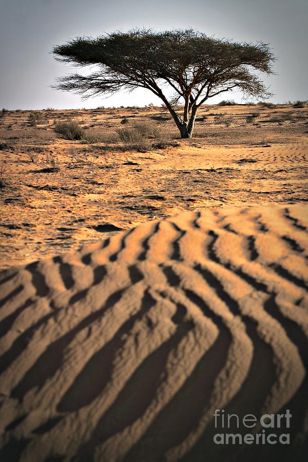 Desert Survivor Photograph by Henry Kowalski