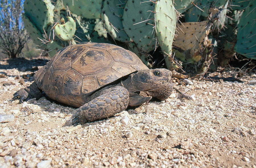 Desert Tortoise, Arizona Photograph by Craig K. Lorenz