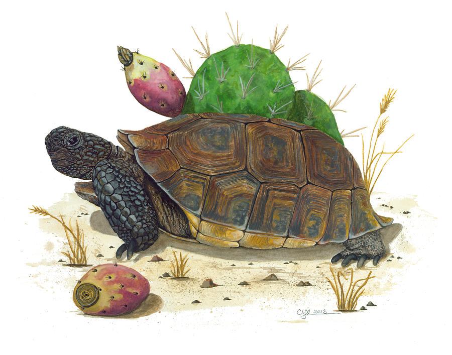 Desert Tortoise Painting by Cindy Hitchcock
