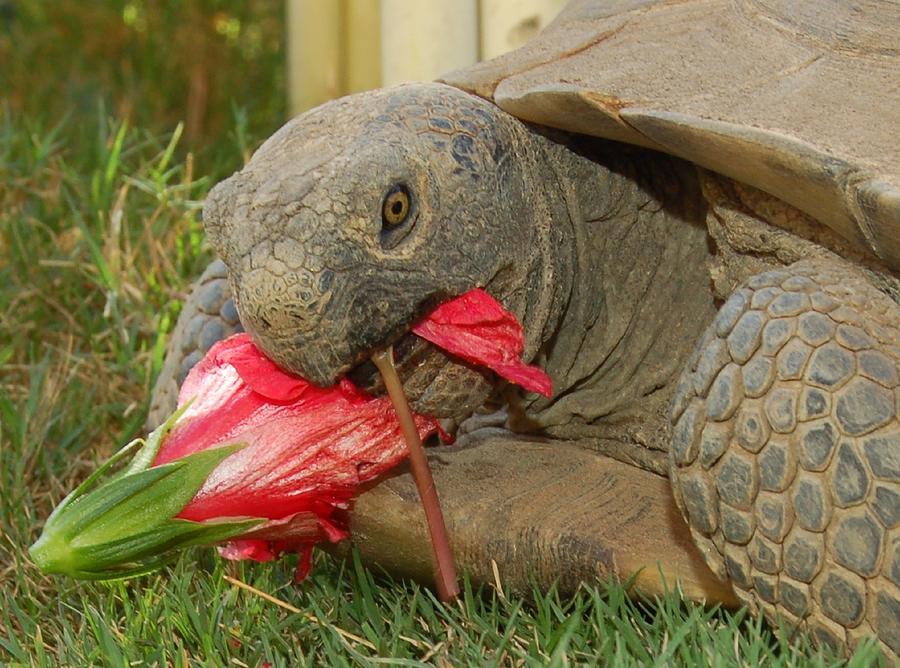 Desert Tortoise Eating Hibuscus Photograph by Linda Brody