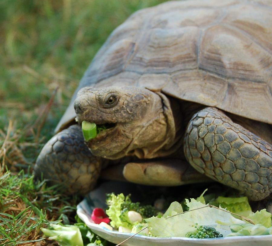 Desert Tortoise Eating  Photograph by Linda Brody