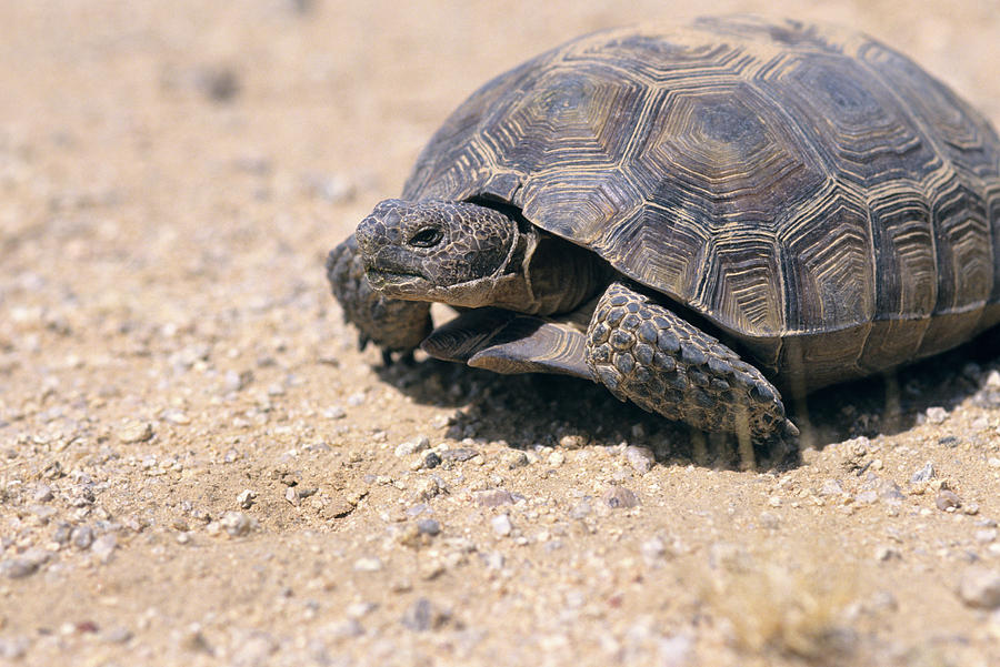 Desert Tortoise Endangered East Mohave Photograph by Animal Images - Pixels