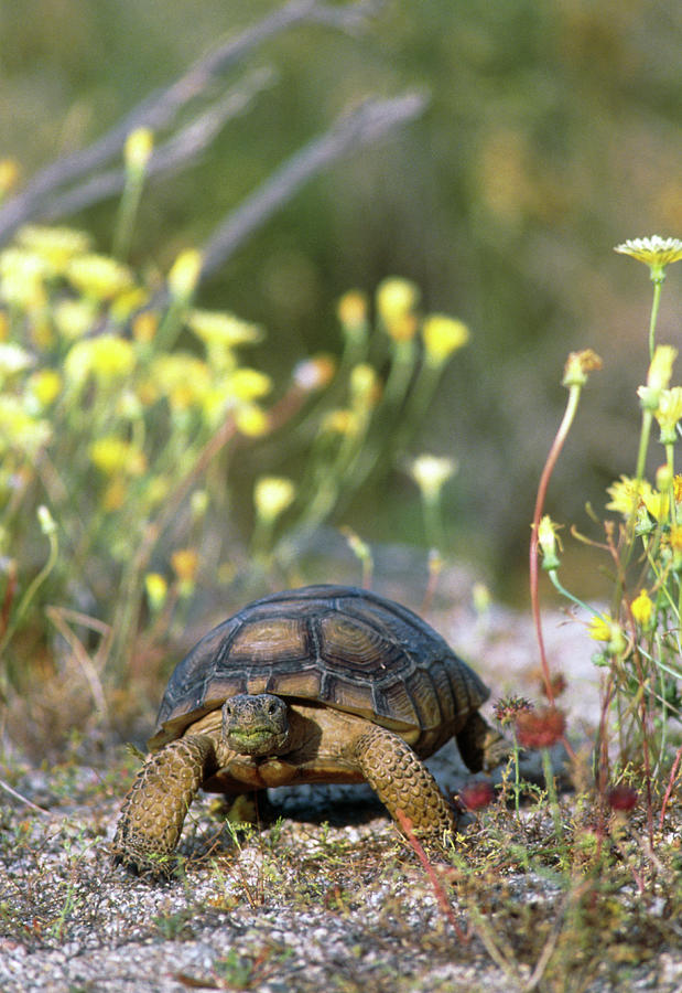 Desert Tortoise (gopherus Agassizii) Walking Photograph by William Ervin/science Photo Library