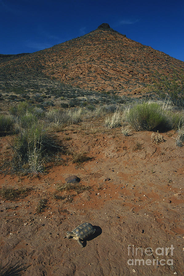 Desert Tortoise In Utah Photograph by William H. Mullins