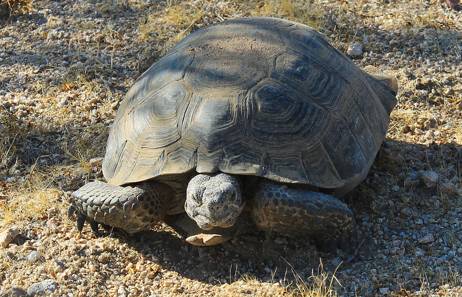 Desert Tortoise Photograph by Jim Mattern