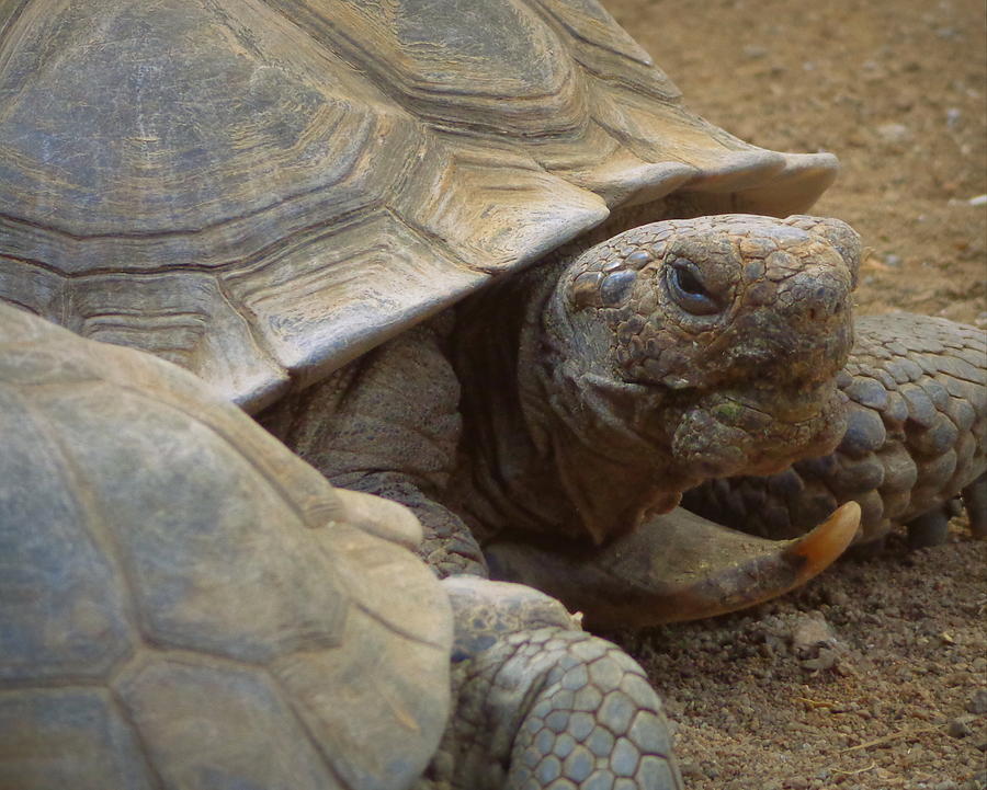 Desert Tortoise Photograph by Joseph Skompski