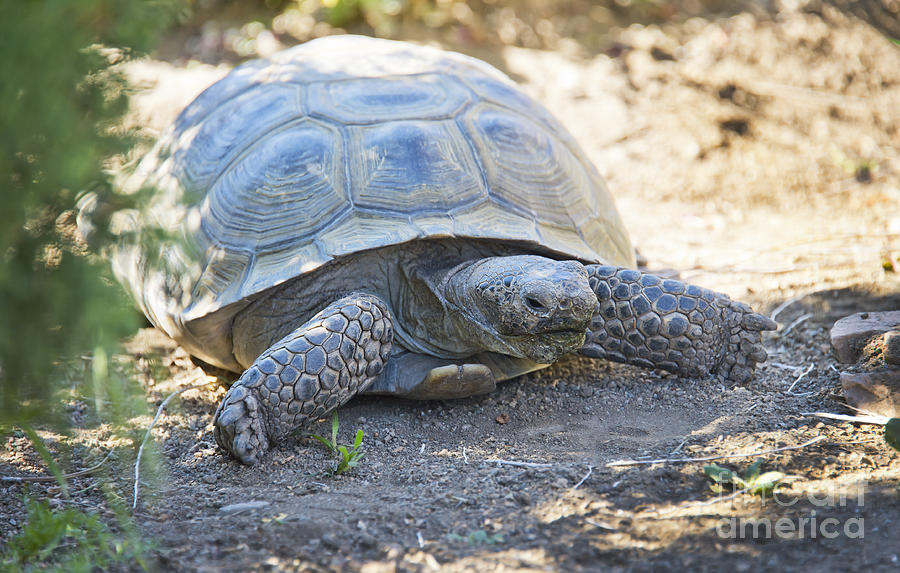 Desert Tortoise Photograph by Michael R Erwine - Fine Art America