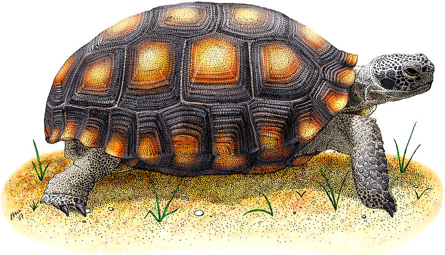 Desert Tortoise Photograph by Roger Hall