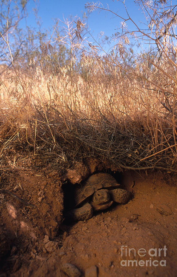 Desert Tortoise, Utah Photograph by William H. Mullins