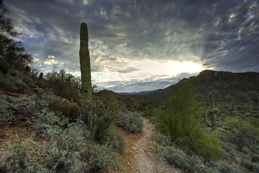 Desert Trail Photograph by Sue Cullumber