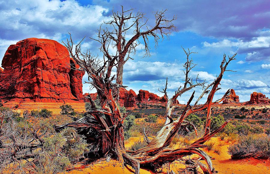 Arches National Park Photograph - Desert Tree by Benjamin Yeager
