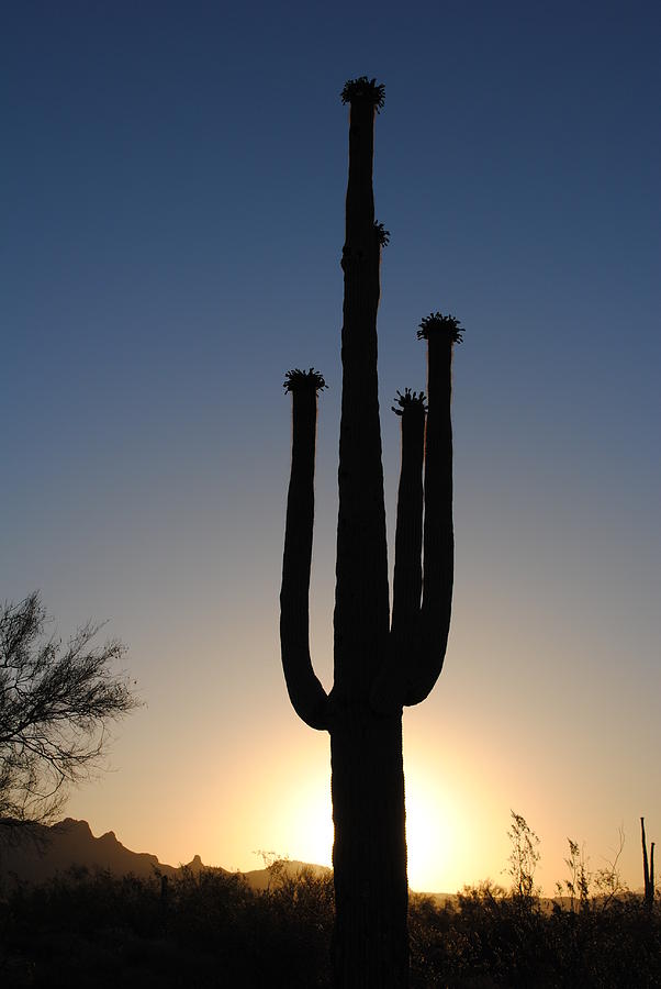 Desert Photograph - Desert Tree by Edward Curtis