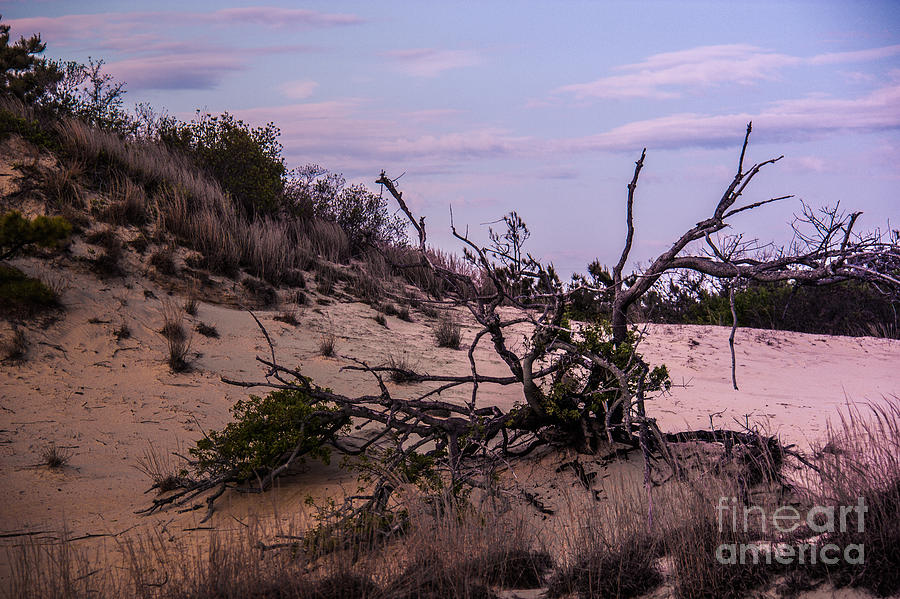 Nature Photograph - Desert Tree by Tom Gari Gallery-Three-Photography