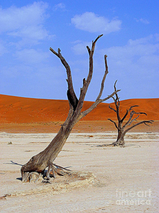 Desert Trees Photograph by Noa Yerushalmi