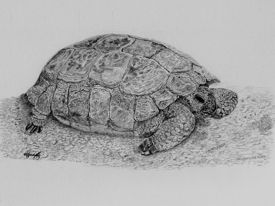 Desert Turtle Drawing by Wendy Brunell