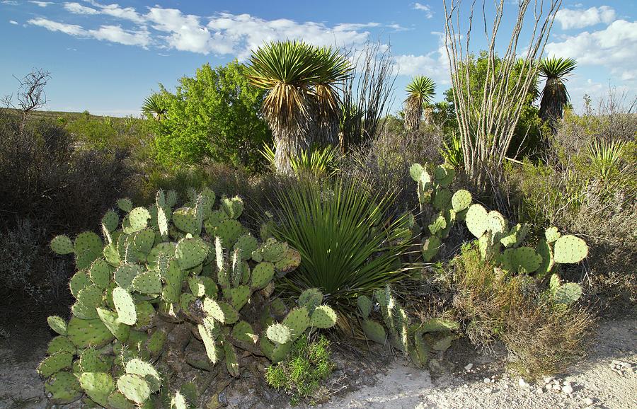 Desert Vegetation Photograph by Bob Gibbons/science Photo Library