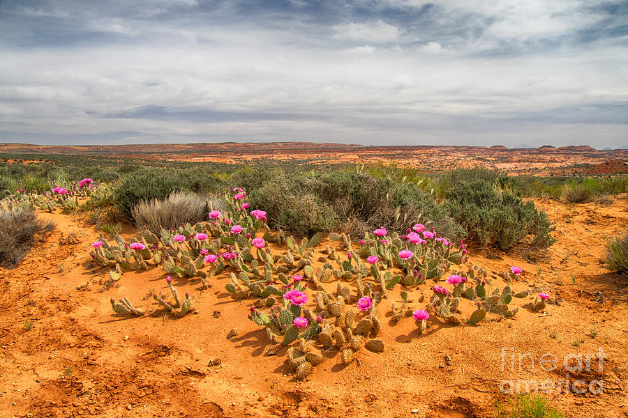 Desert View Photograph by Juergen Klust