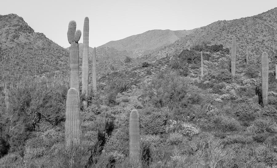 Desert Vista Photograph by Aaron Burrows