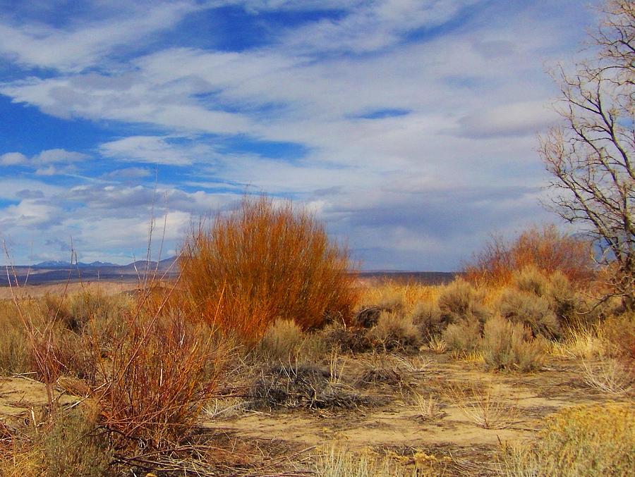 Desert Vista Photograph by Marilyn Diaz