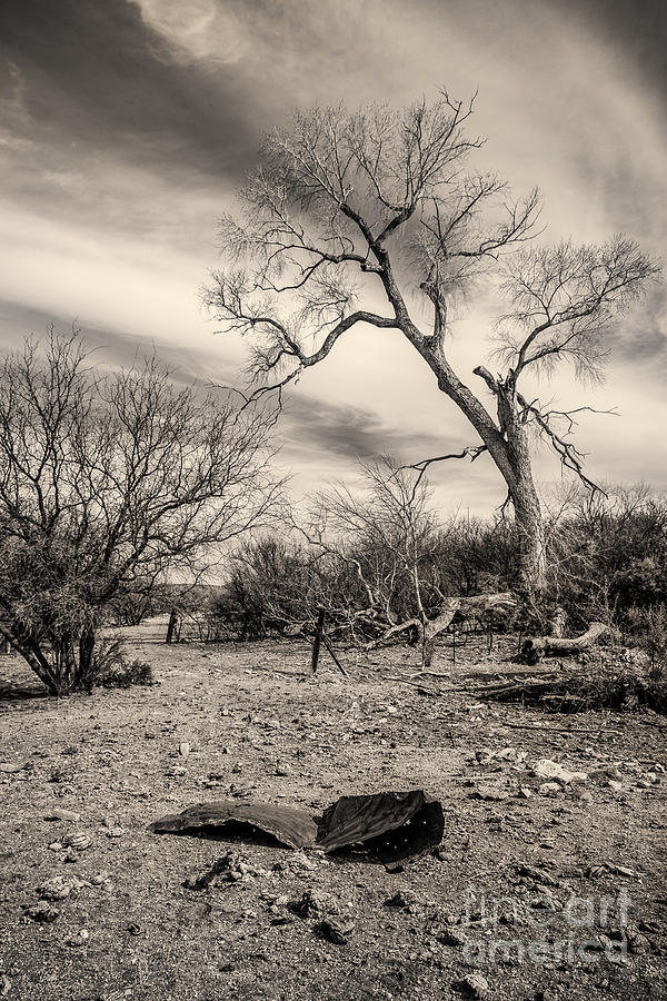 Desert Watering Hole 3 Toned Photograph by Al Andersen