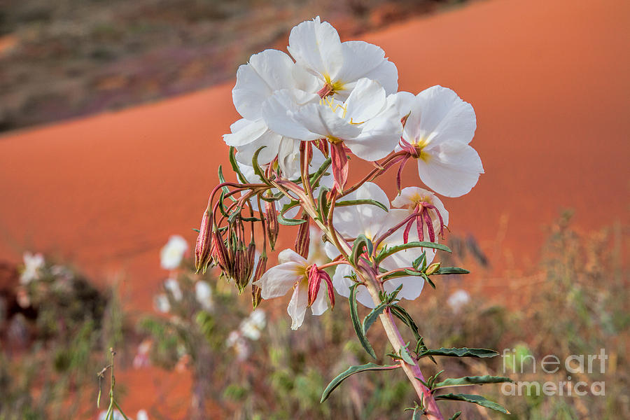 Desert White Primrose Photograph by Jim Garrison
