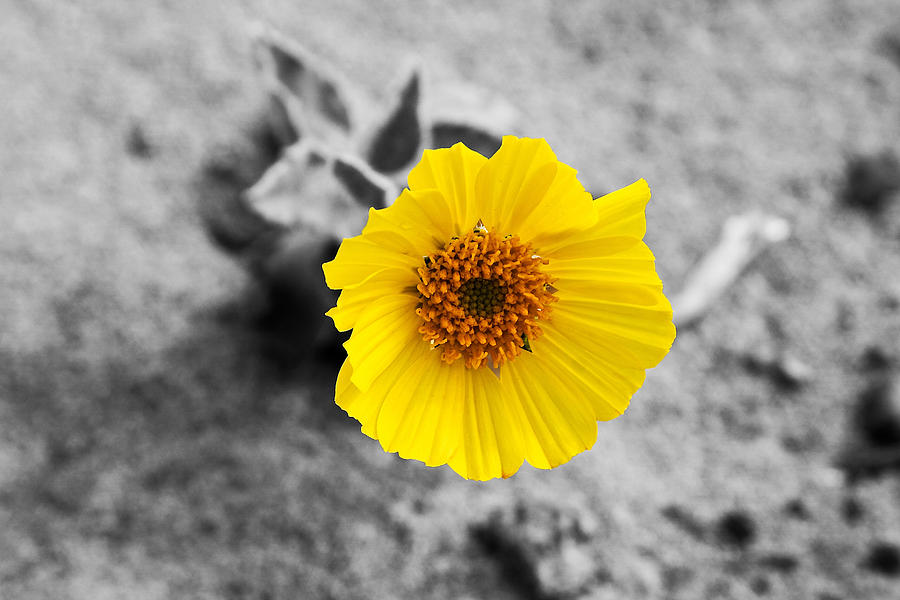 Desert Wild Flower Photograph