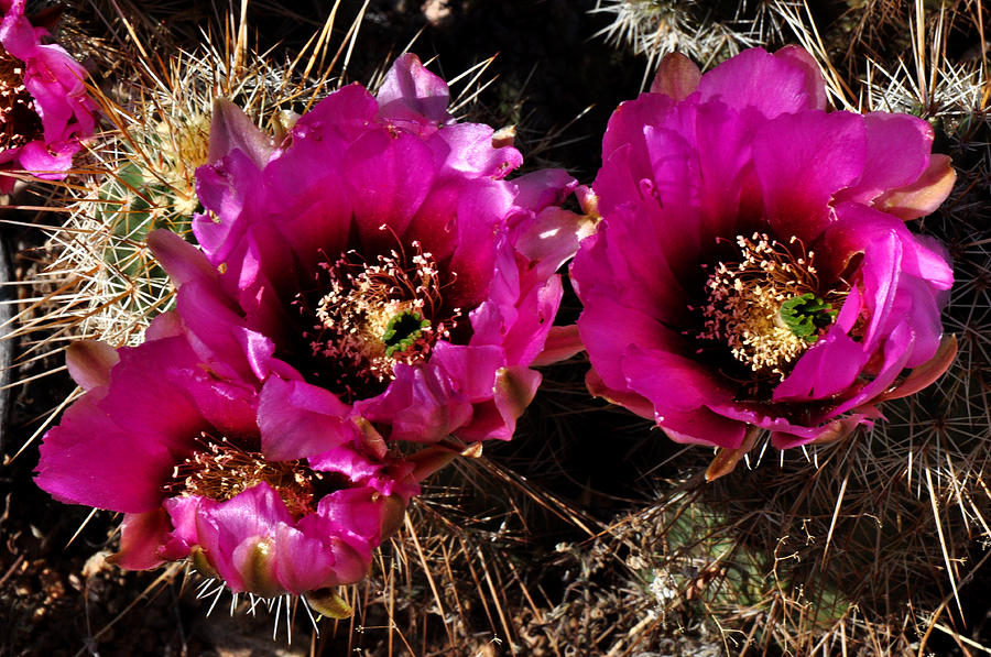 Desert Wildflower Photograph by Diane Lent