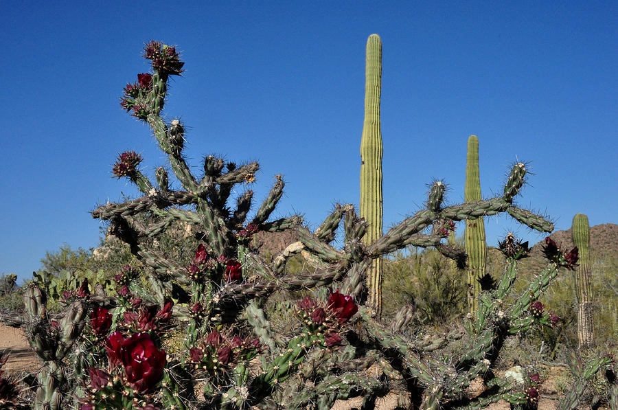 Desert wildflowers and Saguaro Cactus Photograph by Diane Lent