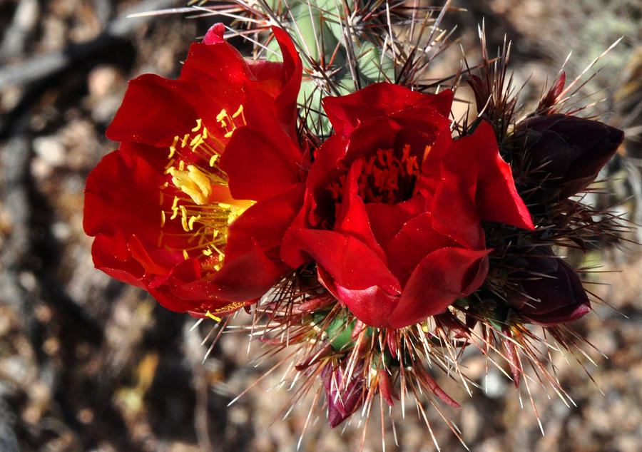 Desert wildflowers Photograph by Diane Lent