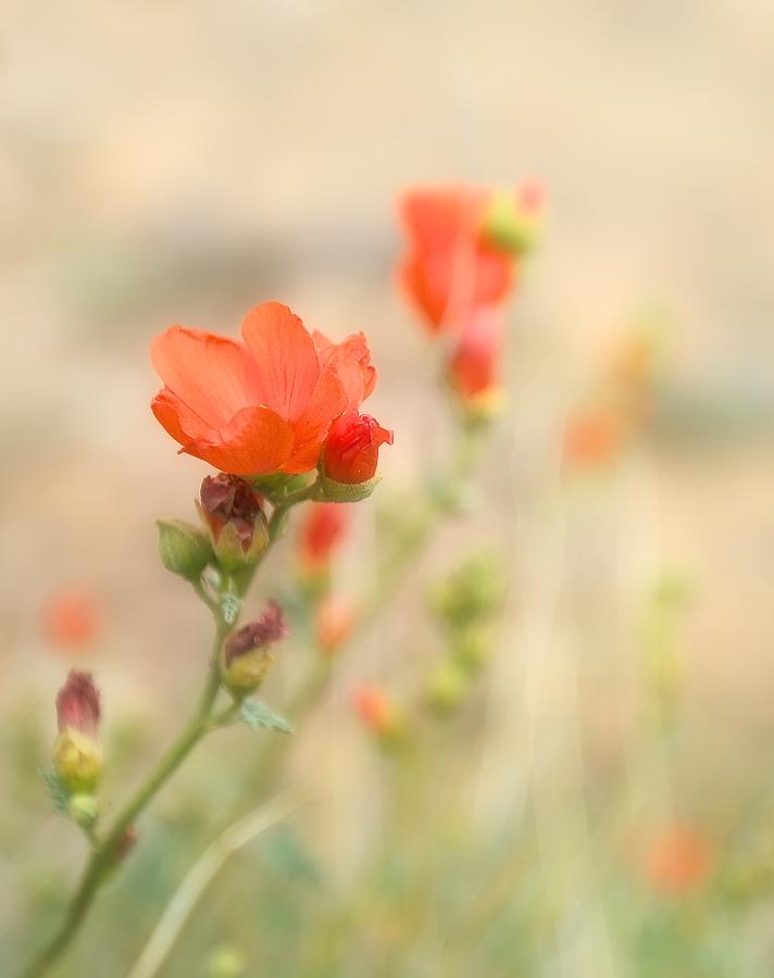 Desert Wildflowers Photograph by Jade Moon 