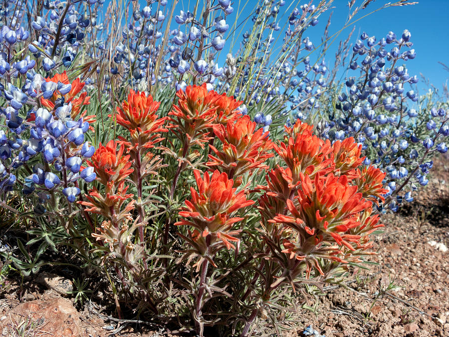 Desert Wildflowers Photograph by Kathleen Bishop | Fine Art America