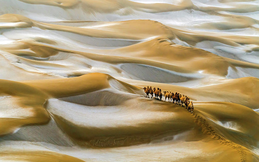 Winter Photograph - Desert Winter by Hua Zhu
