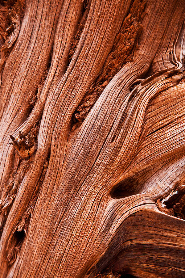 Desert Wood Photograph by Jim Young Pixels