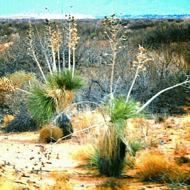 Desert Photograph - Desert Yucca Plants by Kelli Stowe