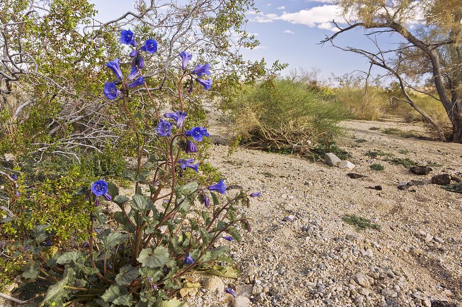 Desertbells (Phacelia campanularia) Photograph by Science Photo Library
