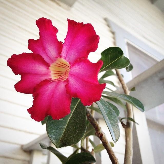 Pink Photograph - #desertrose #adeniumobesum #blooming by Sarah Johanson