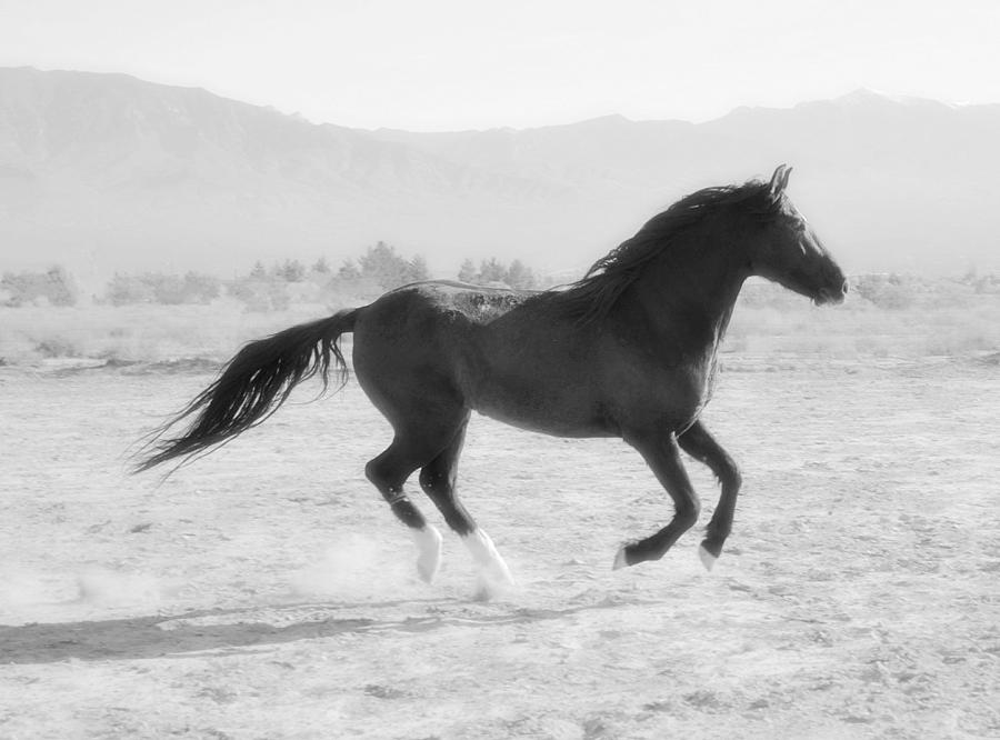 Desi Black and White Photograph by Jenn La Mana | Fine Art America