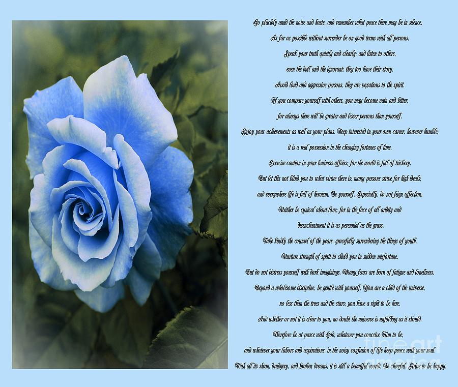 Desiderata Blue Rose Sidebyside Photograph by Barbara A Griffin