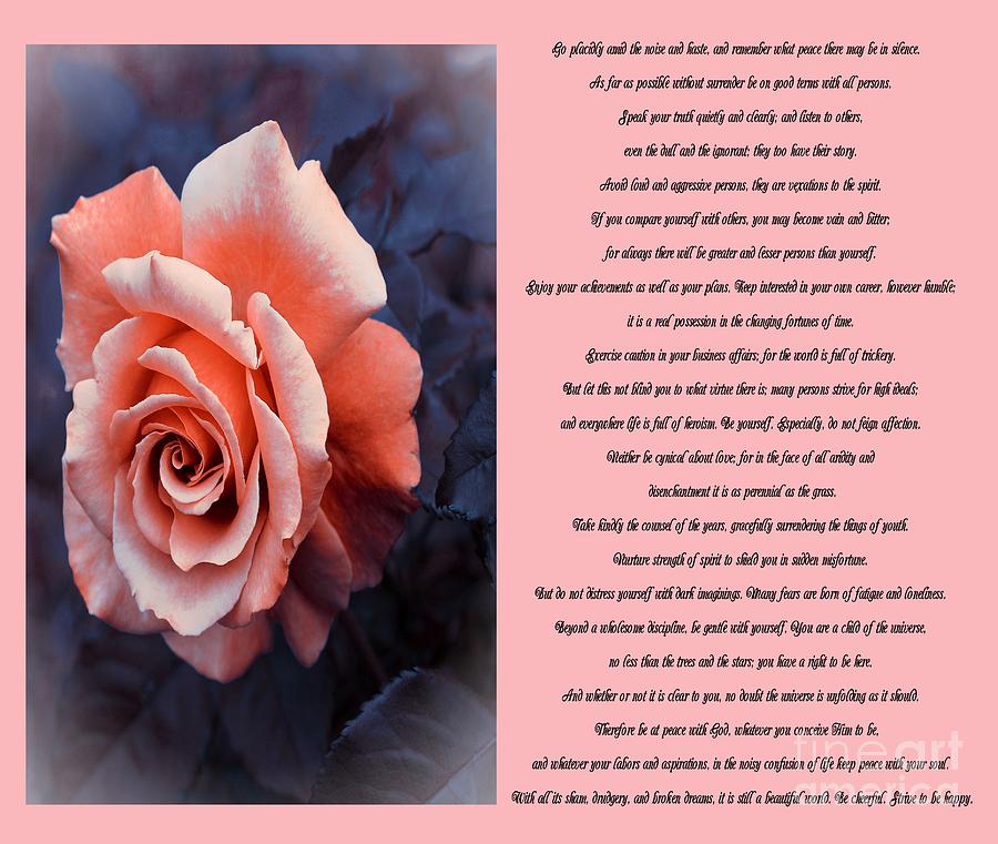 Desiderata Coral Rose Sidebyside Photograph by Barbara A Griffin
