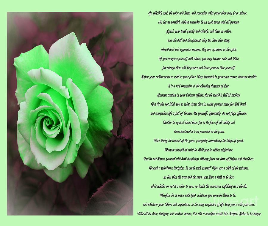 Desiderata Green Rose Sidebyside Photograph by Barbara A Griffin