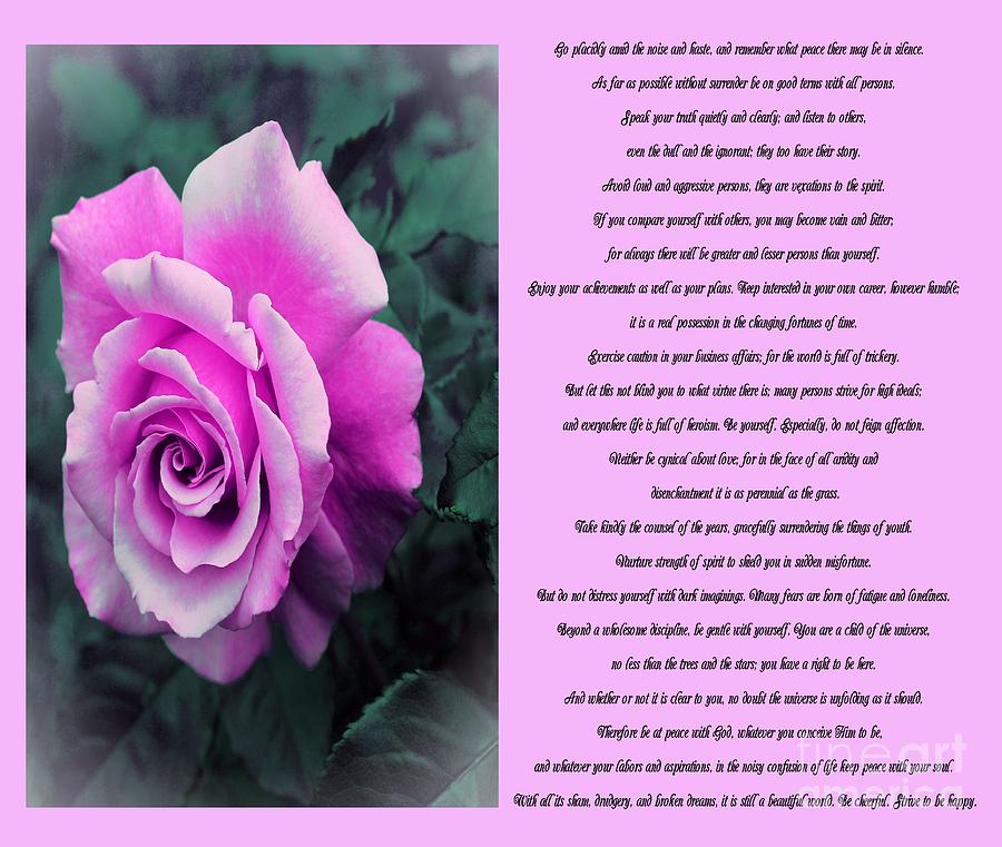 Desiderata Pink Rose Sidebyside Photograph by Barbara A Griffin