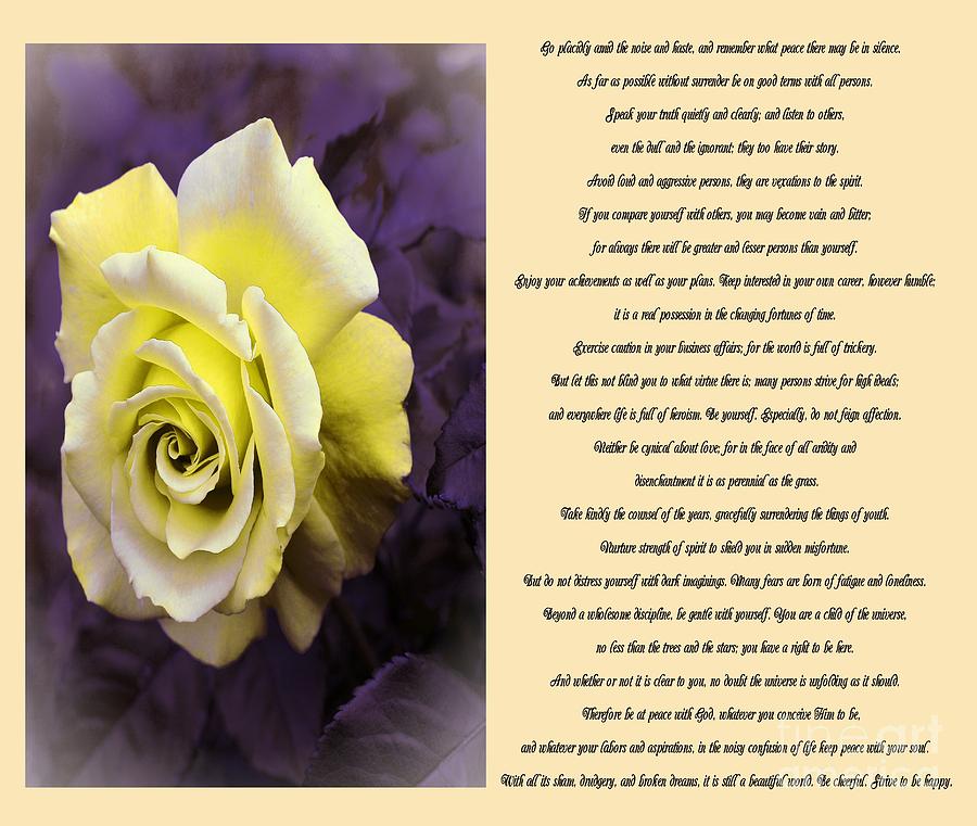 Desiderata Yellow Rose Sidebyside Photograph by Barbara Griffin | Fine ...