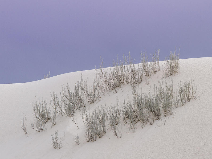Design in Weeds at White Sands Photograph by Jean Noren